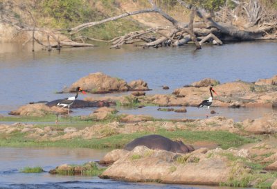 hippo's & storks.jpg