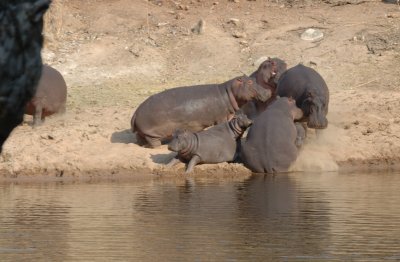 hippo1.jpg