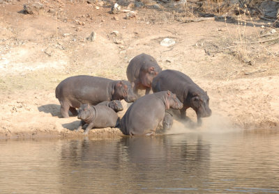 hippo2.jpg