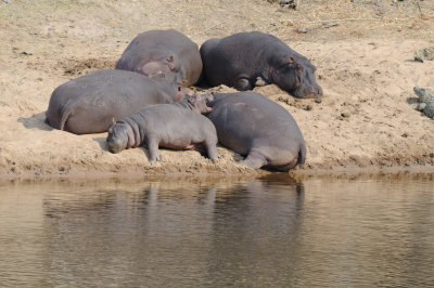 hippo3.jpg