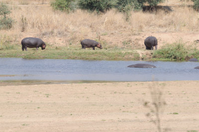 hippo4.jpg