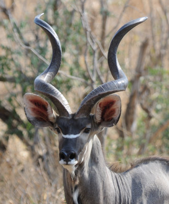 kudu6.jpg