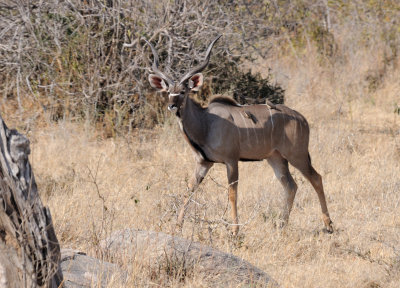 kudu7.jpg