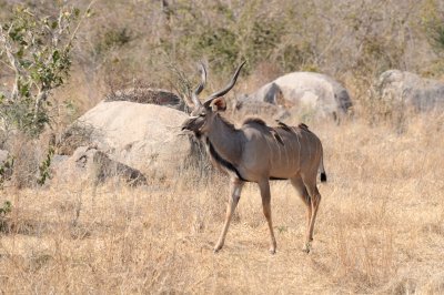 kudu8.jpg
