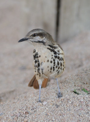 lark2.jpg