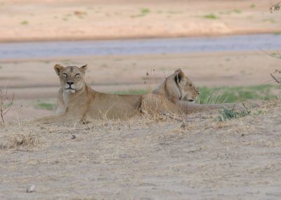 lion 26.jpg