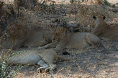 lion1.jpg