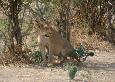 lion11.jpg