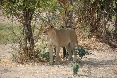 lion12.jpg