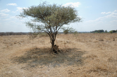 lion13.jpg