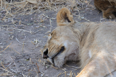 lion15.jpg