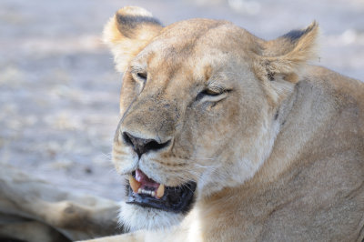 lion16.jpg