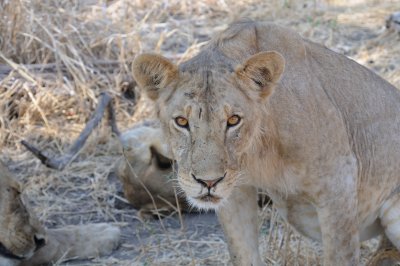 lion17.jpg