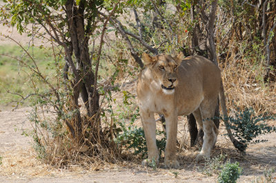 lion18.jpg