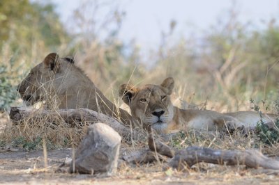 lion19.jpg