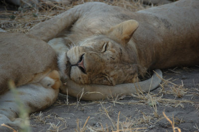 lion2.jpg