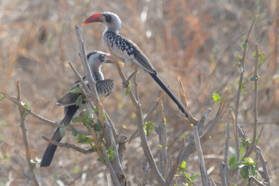 red-billed hornbill1.jpg