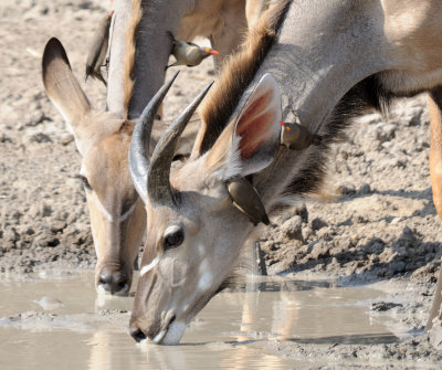 red-billed oxpecker.jpg