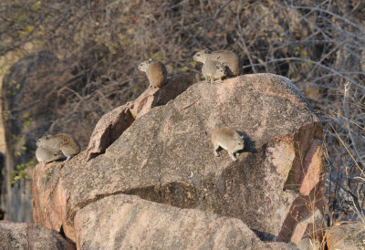 rock hyrax1.jpg