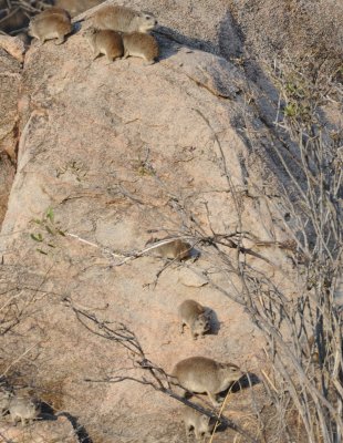 rock hyrax2.jpg