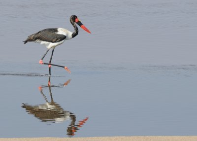saddle-billed dtork3.jpg