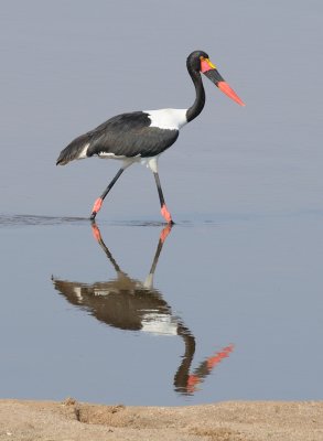 saddle-billed stork2.jpg