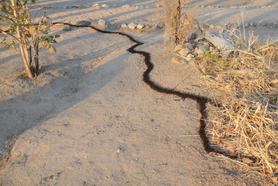 safari ants1.jpg