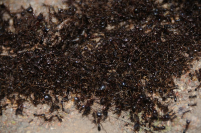 safari ants2.jpg