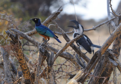 superb starling.jpg