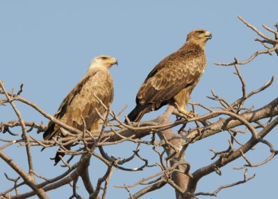 tawny eagle.jpg