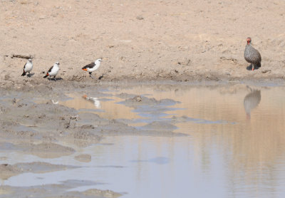 unidentified birds _ francolin.jpg