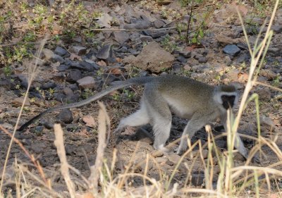 vervet monkey1.jpg