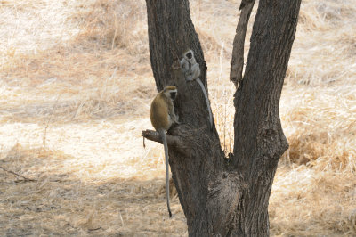 vervet monkey2.jpg