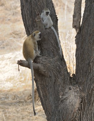 vervet monkey3.jpg
