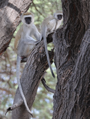 vervet monkey4.jpg