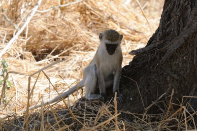 vervet monkey5.jpg