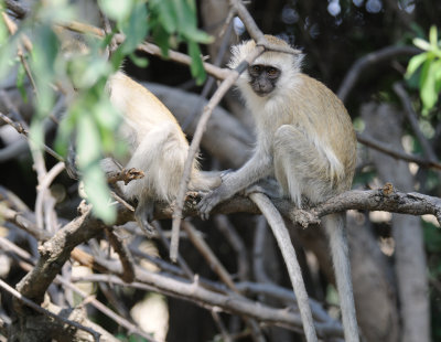vervet monkey6.jpg