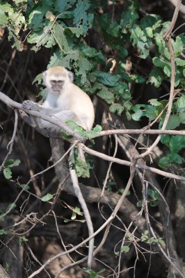vervet monkey8.jpg