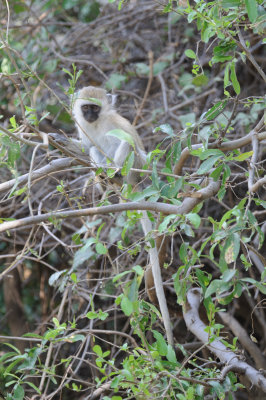 vervet monkey9.jpg
