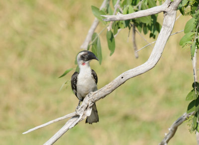 von der deckens hornbill.jpg