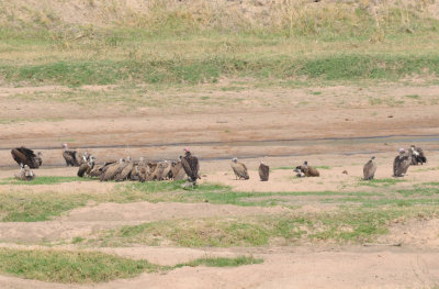 vultures.jpg