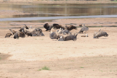 vultures2.jpg