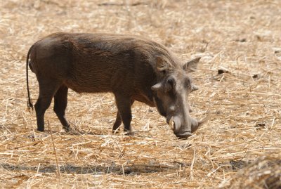warthog2.jpg