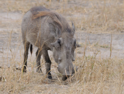 warthog3.jpg