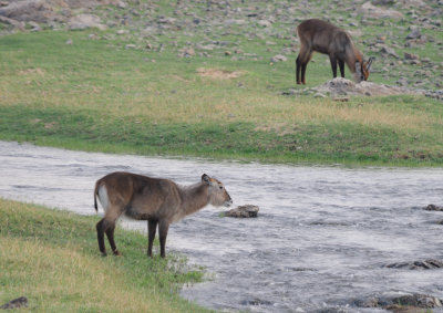 waterbuck1.jpg