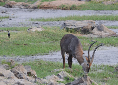 waterbuck2.jpg