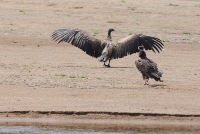 white-backed vulture.jpg