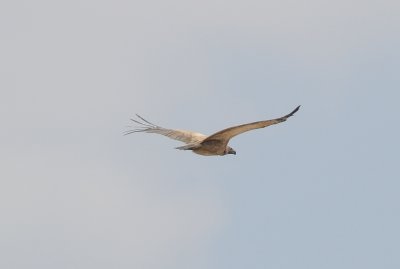 white-backed vulture1.jpg