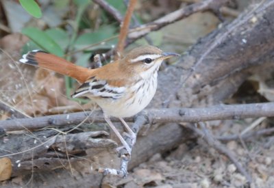 white-browed sparrow-weaver.jpg