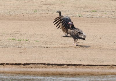 white-headed vulture.jpg